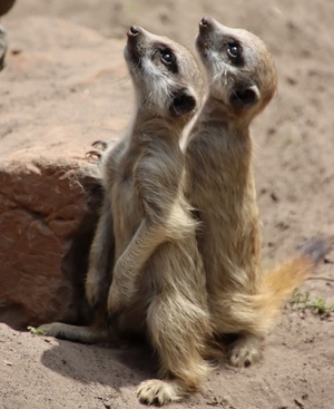 Two meerkat standing next to each other and looking up