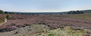 Field of heather at the Veluwe