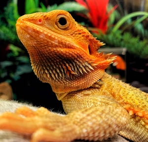 Clse up of head of Bearded dragon
