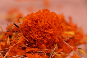 Extreme close up of orange flower