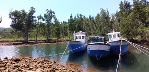 Three fishing boats in Mangrove Coastline
