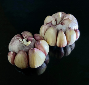 Garlic in dark background