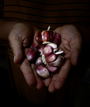 Garlic in hand