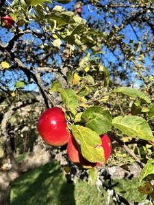 Close up of apples hanging in tree