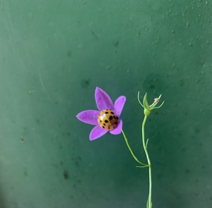 Ladybird inside a beautiful purple flower