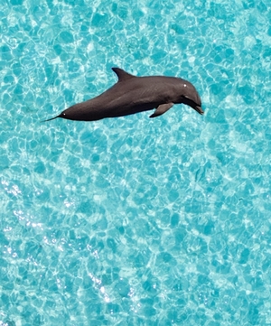 Dolphin at play