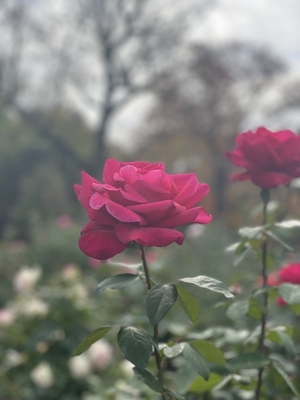 Pink rose in botanical garden
