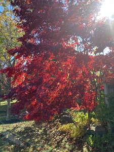 Japanese Maple tree dawning its fall colors.