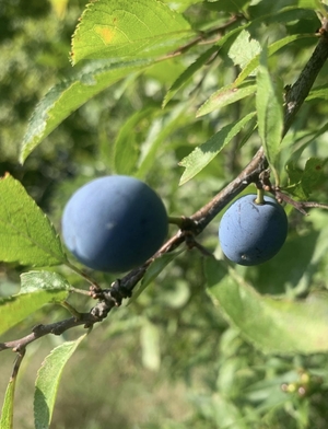 Blue blackthorns