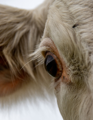 A portrait of a eye of a cow