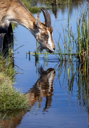 Goat drinking from pond with reflection