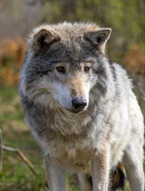 A wolf portrait from countryside in Norway.