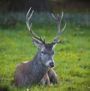 Close up of deer lying in field