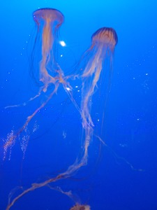 Two swimming jellyfish