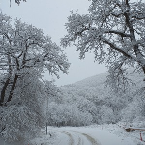 Snowy road through forest