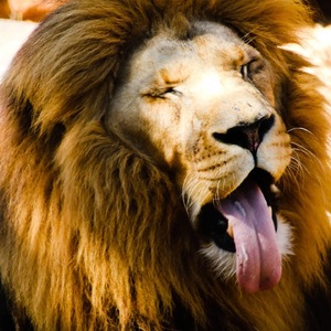 Male Lion yawning due to the African heat