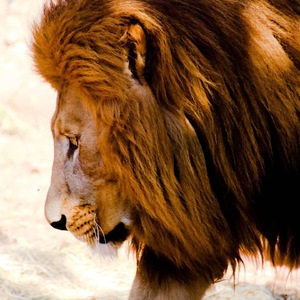 Male Lion close up view
