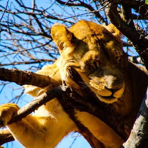 Sleeping Lioness in a tree