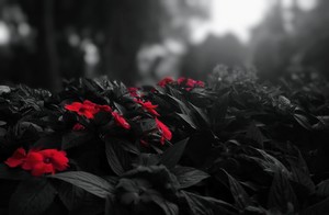 Red flowers of plant against dark background