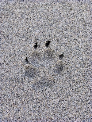 Dog paw in the sand.