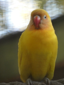 A beautiful yellow bird sitting on a rope in a zoo.