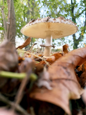 agaric mushroom in autumn forest agaric