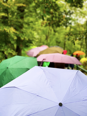 colorful umbrellas under the rain forest