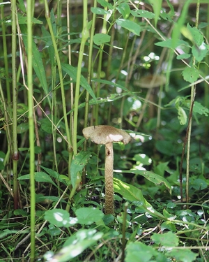 mushroom at wildlife refuge