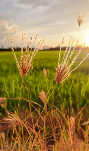 Beautiful sunset by the paddy field