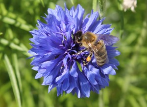 purple blue flower with bee