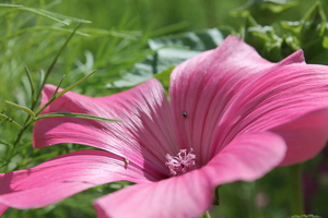 pink flower, nature, green