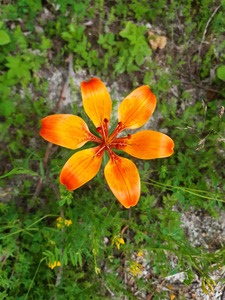 orange fire lily