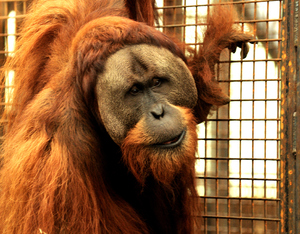orang-oetan photographed at the zoo