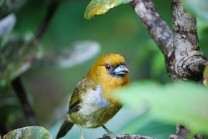 Prong billed barbet bird photographed in Costa Rica