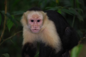 capuchin monkey photographed in Costa Rica