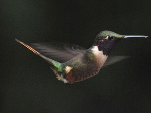 colibri photographed in Costa Rica