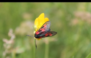 Burnet moth on flower.