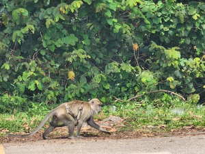 Monkey carry beloved child