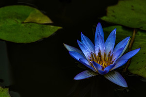 A Royal Blue Water Lily at Biltmore Garden in Asheville, NC.