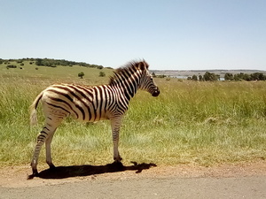 Young Burchells zebra