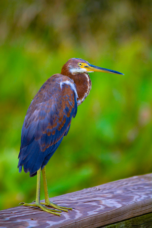 A green heron at a nature preserve in South Florida.