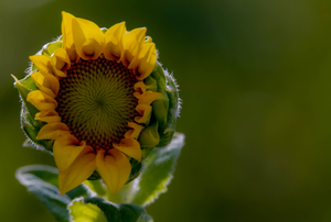 A sunflower blooming in a local pasture in Wellington, FL.