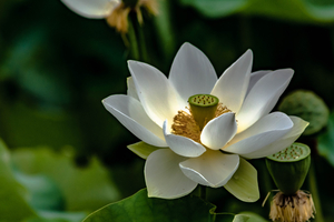 a white sacred lotus at Biltmore Garden in Asheville, NC.