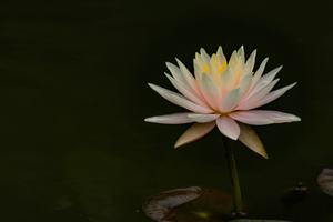 A white water lily at Biltmore Garden in Asheville, NC.