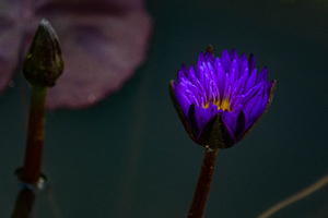 A blue water lily at the Biltmore Garden in Asheville, NC.