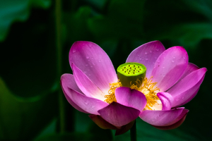 A pink sacred lotus at Biltmore Garden in Asheville, NC.