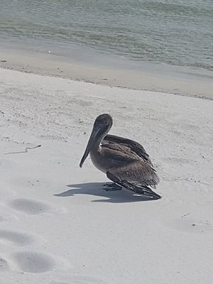 Pelican at the Beach