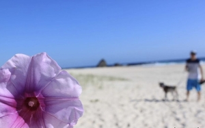 Close up of flower with beach in background