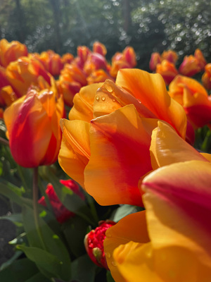 tulip fields of the Netherlands Netherlands