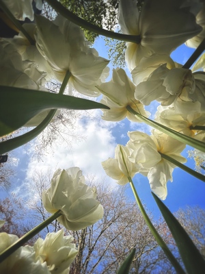 look up tulip flowers